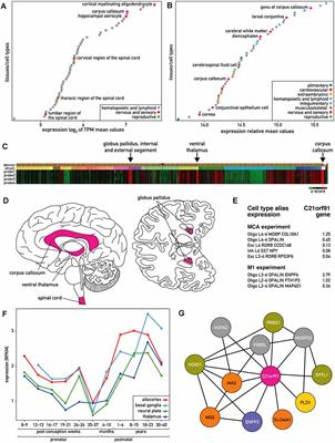 C21orf91 Regulates Oligodendroglial Precursor Cell Fate—A Switch in the Glial Lineage?